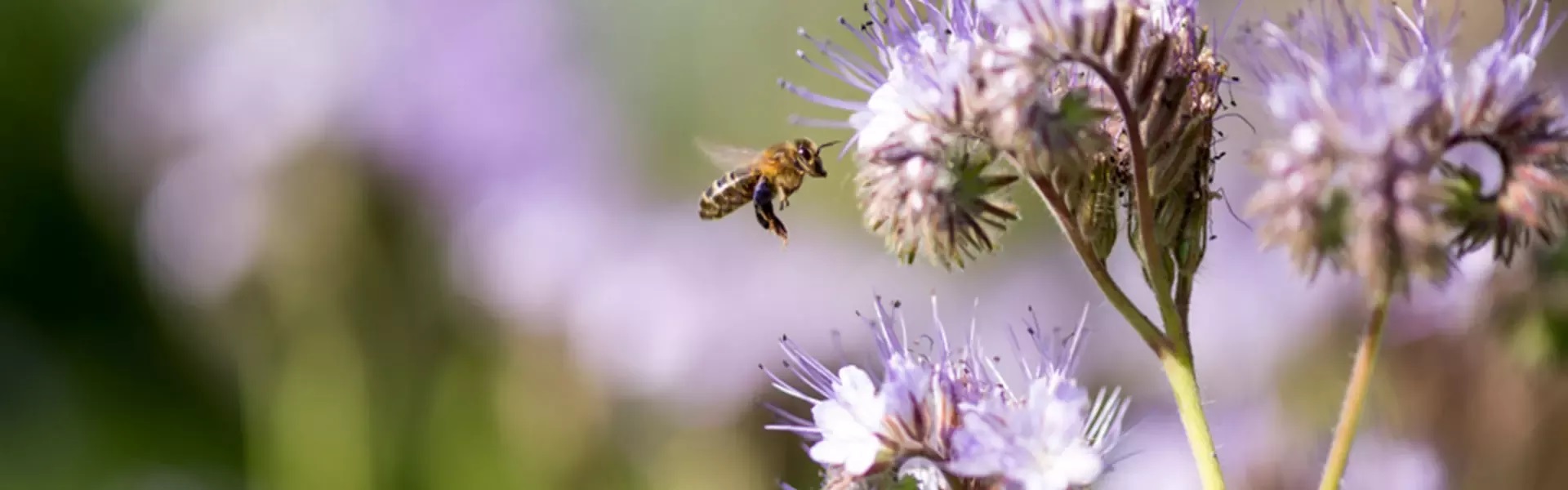 20260319-sustainability-nature-approach-article-header-fw.jpg