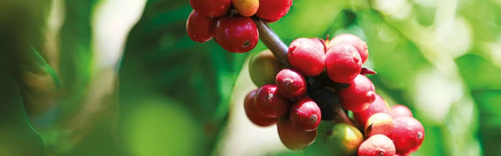 20260324-sustainability-raw-materials-coffee-article-header-fw.jpg