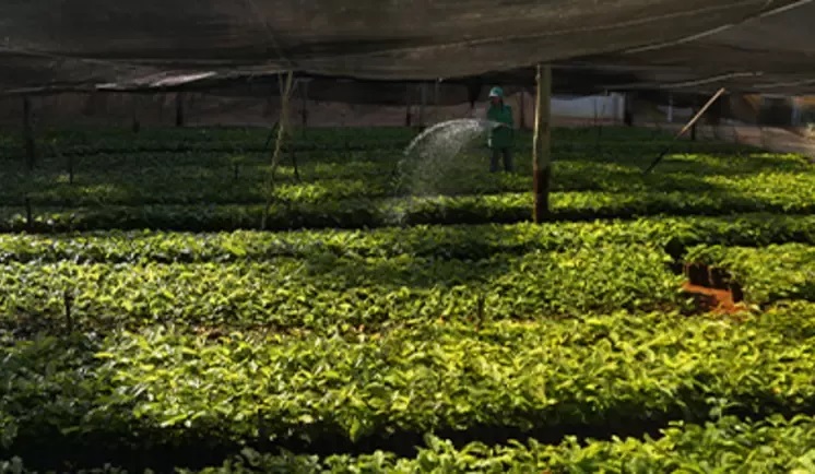 20260324-sustainability-raw-materials-coffee-brazil-wide.jpg