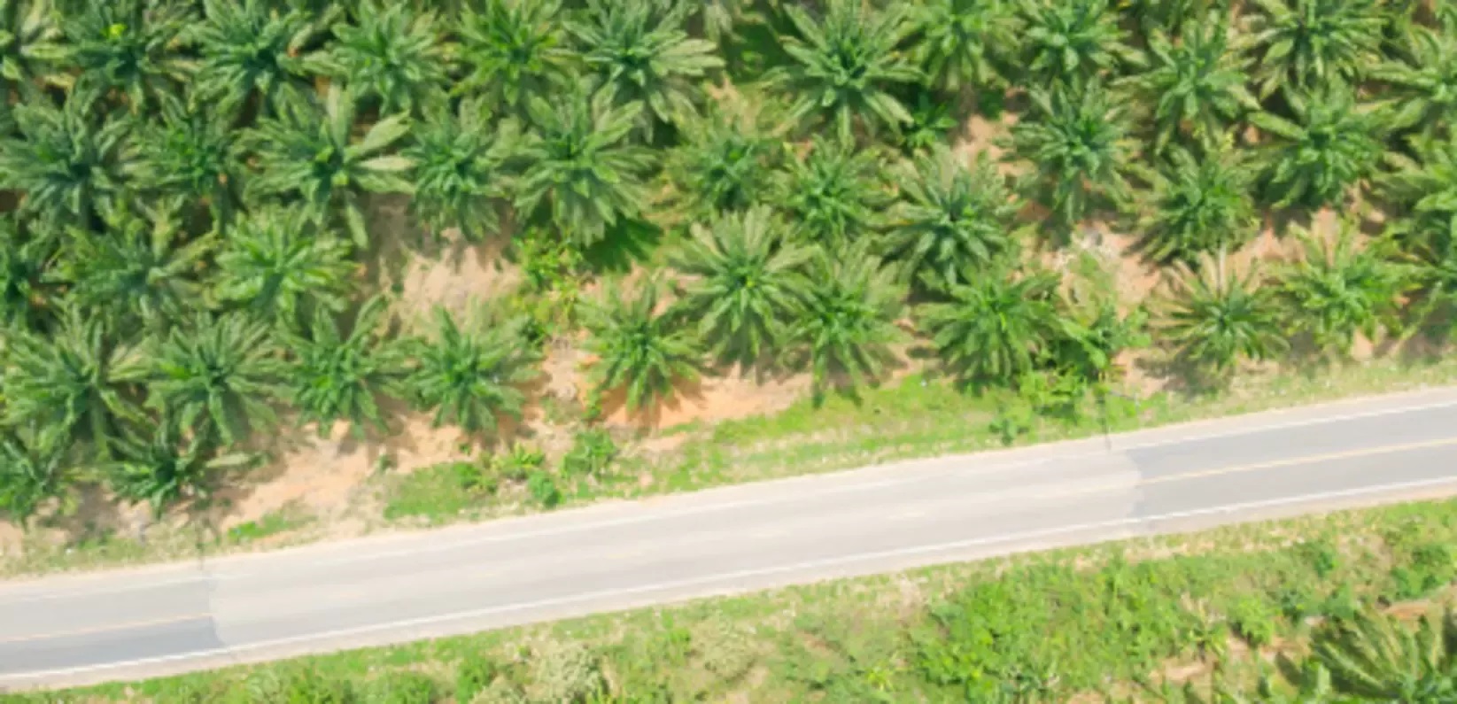 20260325-sustainability-raw-materials-responsible-palm-farming-wide.jpg