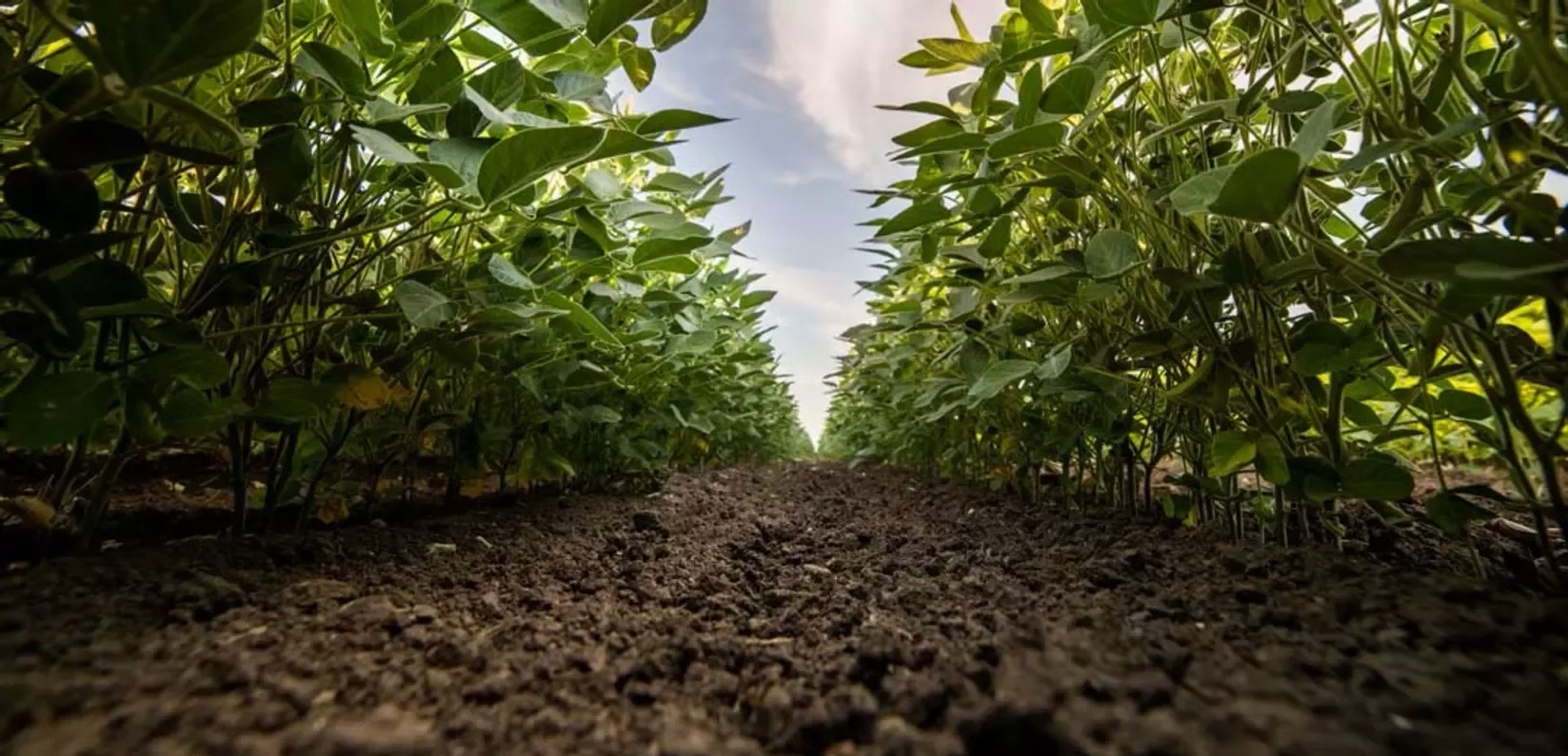 20260325-sustainability-soya-soybean-field-wide-a.jpg