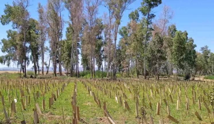 20260325-sustainability-water-agriculture-tree-planting-spain-wide.jpg