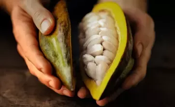 雀巢可可计划