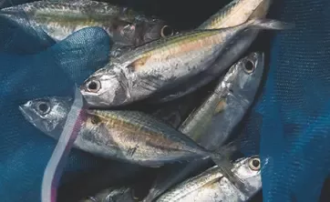 鱼类和海产品的采购