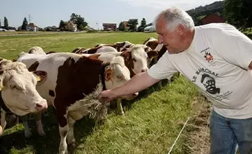 肉禽蛋的采购