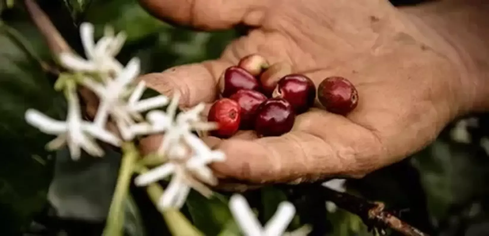 20260327-sustainability-climate-brands-nespresso-wide
