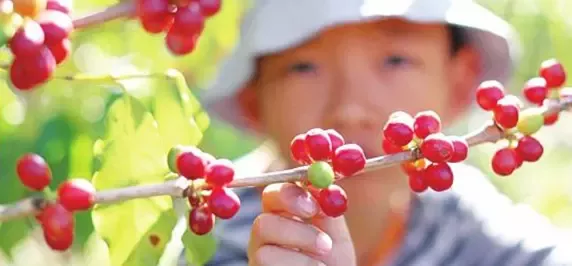 雀巢咖啡中心在普洱启用：纯“云南味”雀巢咖啡年中就能喝到