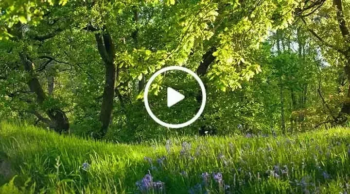 Vittel