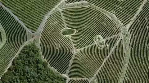 用卫星技术监测再造林状况