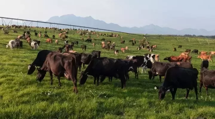 奶业供应链