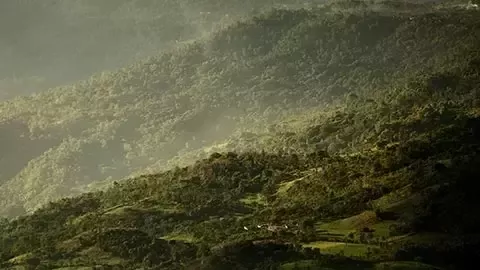 在核心供应链中应对毁林风险