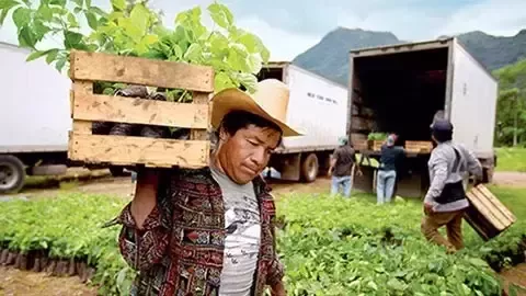 在供应链中开展长期森林保护与修复