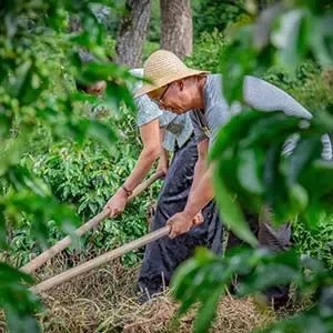 agriculture 